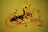 Two Fossil Ants In Baltic Amber #45166-2